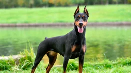 Dóberman, el mejor perro guardián