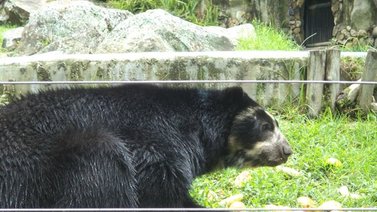 Oso frontino ataca a uno de sus cuidadores en el zoológico Chorros de Milla