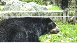 Oso frontino ataca a uno de sus cuidadores en el zoológico Chorros de Milla