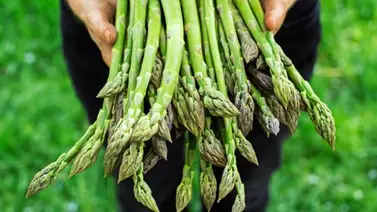 Aprenda a conservar y cocinar los espárragos Aprenda a conservar y cocinar los espárragos