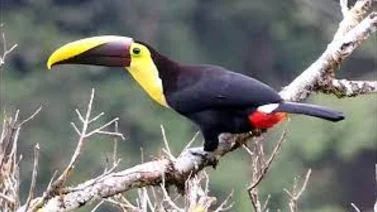 Registran 501 especies de aves en cordillera ecuatoriana