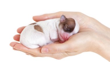 Qué cuidados necesitan los cachorros recién nacidos