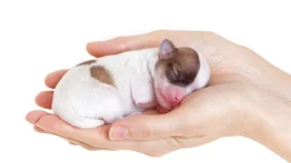 Qué cuidados necesitan los cachorros recién nacidos