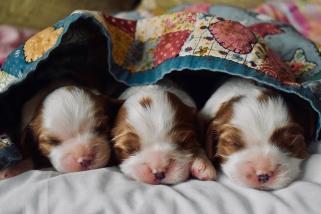 Qué cuidados necesitan los cachorros recién nacidos Qué cuidados necesitan los cachorros recién nacidos