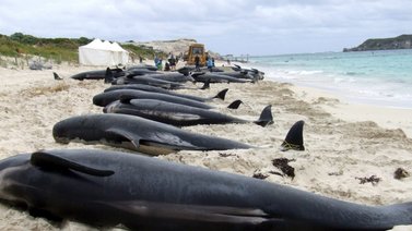 Al menos 29 ballenas piloto mueren tras quedar varadas en Nueva Zelanda