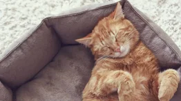 Qué tipos de camas son mejores para los gatos