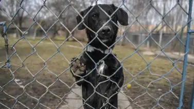 Refugio rescata animales abandonados por conflicto en Ucrania Refugio rescata animales abandonados por conflicto en Ucrania