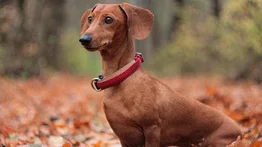 Cómo cuidar a un perro salchicha o dachshund