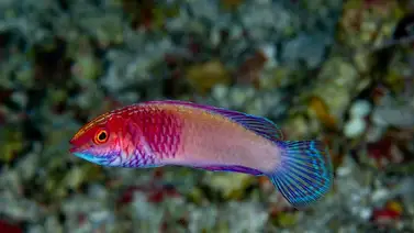 Descubren un nuevo pez arcoíris en las islas Maldivas Descubren un nuevo pez arcoíris en las islas Maldivas