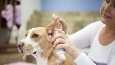 Evita la otitis en tu perro Evita la otitis en tu perro