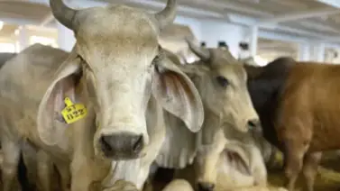 Violencia contra agroproductores ha dejado pérdidas de $380 millones Violencia contra agroproductores ha dejado pérdidas de $380 millones