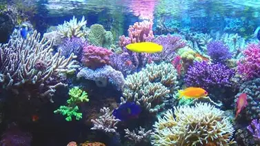 Arrecifes de coral del Caribe llevan calentándose al menos un siglo Arrecifes de coral del Caribe llevan calentándose al menos un siglo