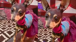 Una mujer decide disecar a su perrita para tenerla de recuerdo (+Video)