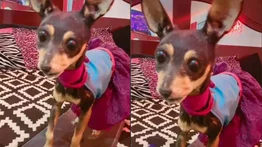 Una mujer decide disecar a su perrita para tenerla de recuerdo (+Video)
