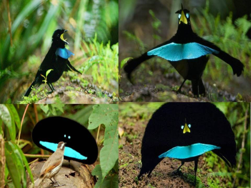 Ave del paraíso: seduce con su coreografía