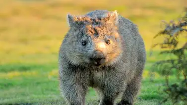 El curioso mundo de los wombat australiano El curioso mundo de los wombat australiano