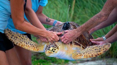 Liberan a tortuga marina rehabilitada en los Cayos de Florida