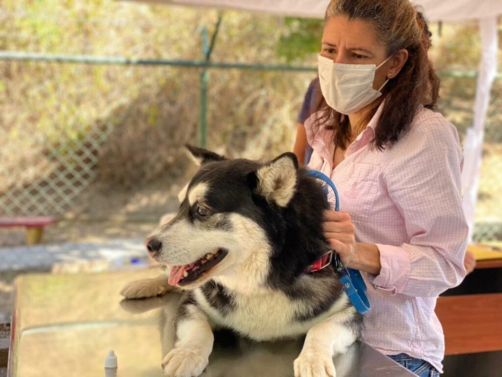 Realizan jornada de vacunación a mascotas en Baruta Realizan jornada de vacunación a mascotas en Baruta