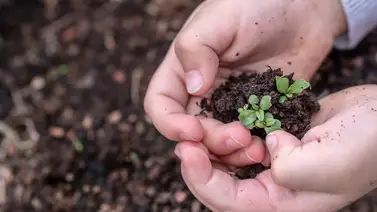 La mejor semilla La mejor semilla