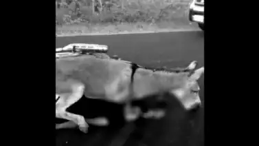 Motorizado falleció tras chocar contra un burro en Portuguesa Motorizado falleció tras chocar contra un burro en Portuguesa