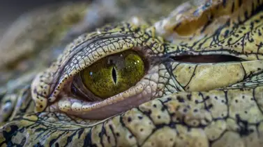 Estados Unidos devuelve a Marruecos el fósil de un cocodrilo robado Estados Unidos devuelve a Marruecos el fósil de un cocodrilo robado