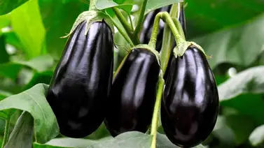 La berenjena y sus grandes propiedades La berenjena y sus grandes propiedades