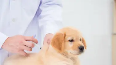 Conoce las vacunas que necesita tu perro Conoce las vacunas que necesita tu perro