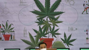 Tailandia da pasos hacia la despenalización de la marihuana