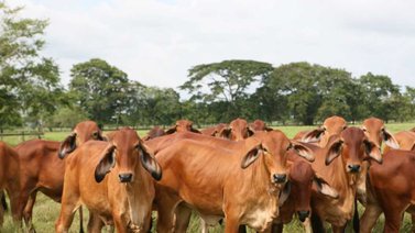 Uruguay extiende 90 días la emergencia agropecuaria por sequía