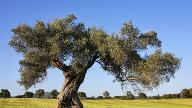 Un estudio revela la importancia de los árboles más longevos Un estudio revela la importancia de los árboles más longevos