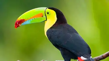 El majestuoso colorido del tucán El majestuoso colorido del tucán