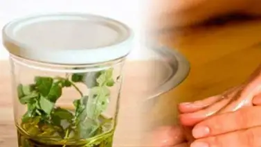 Aportes del aceite de orégano para el organismo Aportes del aceite de orégano para el organismo