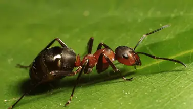 Los animales pequeños más peligrosos y mortíferos Los animales pequeños más peligrosos y mortíferos