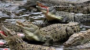 Un hombre escapa de un psiquiátrico y termina muerto en un río infestado con cocodrilos