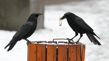 Entrenan a cuervos para recoger colillas de las calles y cambiarlas por comida