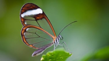 Conoce las mariposas con alas de cristal