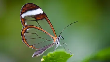 Conoce las mariposas con alas de cristal Conoce las mariposas con alas de cristal