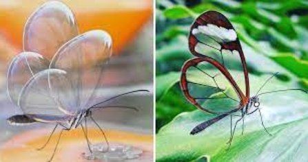 Conoce las mariposas con alas de cristal Conoce las mariposas con alas de cristal