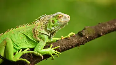 "Lluvia" de iguanas verdes en Florida por bajas temperaturas "Lluvia" de iguanas verdes en Florida por bajas temperaturas