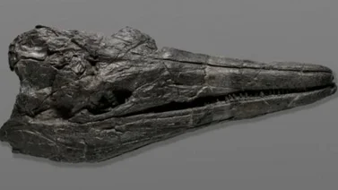 Encuentran un cráneo fósil del primer animal gigante de la Tierra (+Foto)