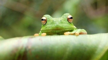Científicos hacen crecer de nuevo las patas amputadas de ranas