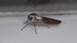 Descubren una nueva especie de insecto "muy raro" en Uganda