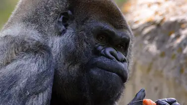 Muere el gorila más viejo del mundo en zoológico de Atlanta Muere el gorila más viejo del mundo en zoológico de Atlanta