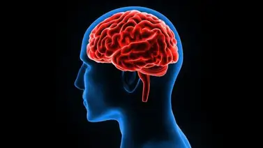 Localizan en el cerebro de fetos dónde se organizan células en la corteza Localizan en el cerebro de fetos dónde se organizan células en la corteza