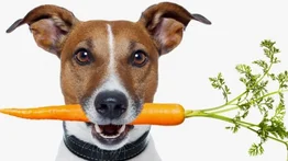 ¿Qué verduras pueden comer los perros?