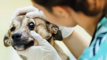Enfermedades que afectan los ojos de los perros Enfermedades que afectan los ojos de los perros