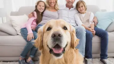 Lo que debes saber antes de tener un cachorro Lo que debes saber antes de tener un cachorro