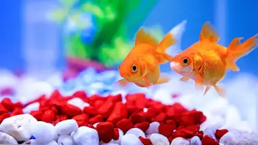 Conoce cuáles peces puedes tener en casa Conoce cuáles peces puedes tener en casa