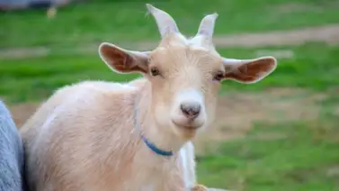 Matan a un hombre por error al intentar sacrificar a una cabra en la India Matan a un hombre por error al intentar sacrificar a una cabra en la India