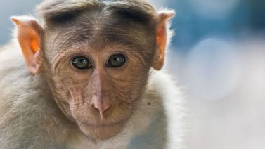 Monos roban y ahogan a un bebé en la India